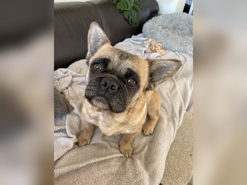 kleiner Schatz Elza sucht Zuhause