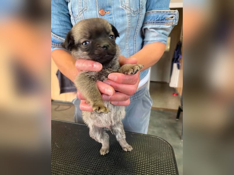 Falk, kleiner Mops-Mix sucht Traumzuhause