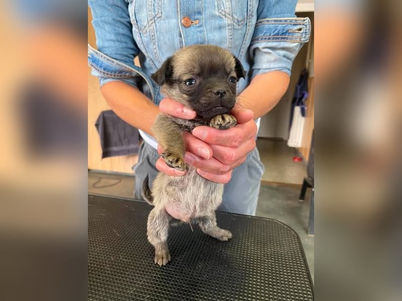 Falk, kleiner Mops-Mix sucht Traumzuhause