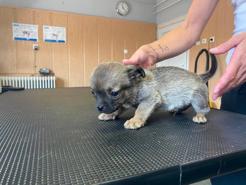 Falk, kleiner Mops-Mix sucht Traumzuhause