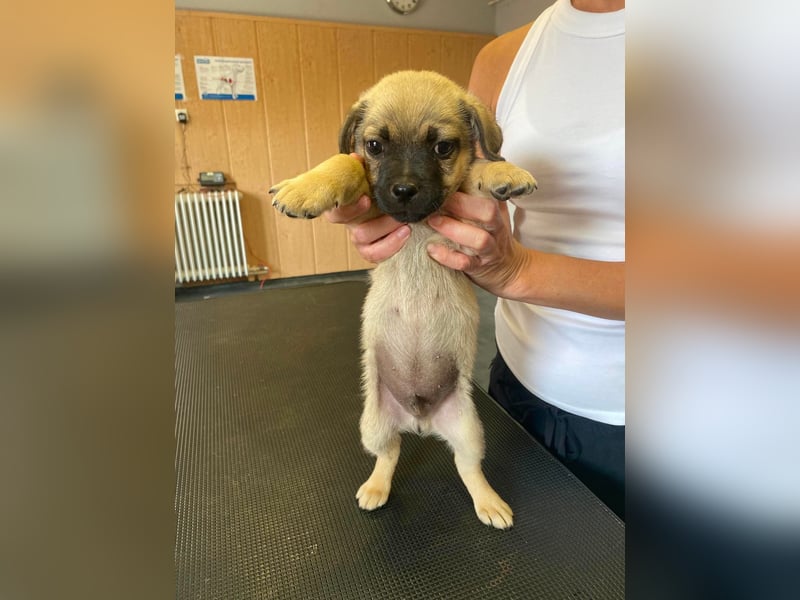 Ferdi, sucht liebevolles Zuhause