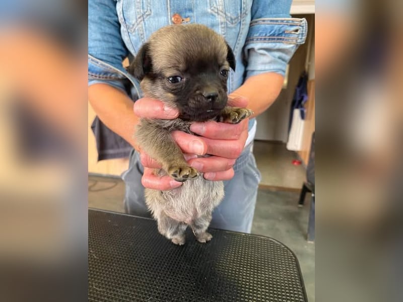 Falk, kleiner Mops-Mix sucht Traumzuhause