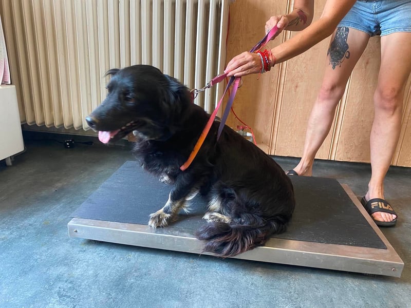 Ferdi, sucht liebevolles Zuhause