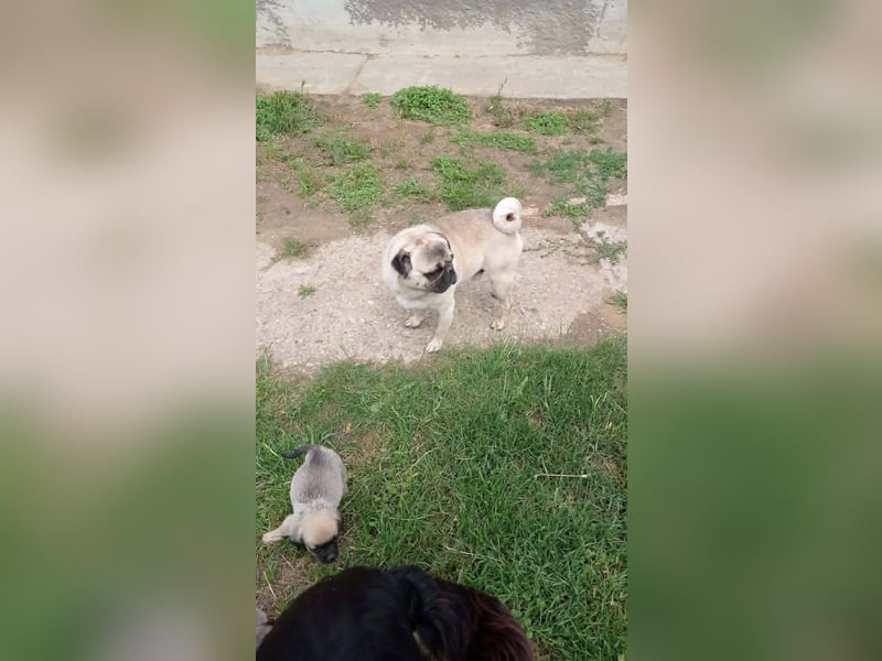 Frieda, so süß und schnuckelig