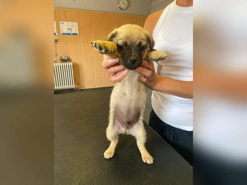 Ferdi, sucht liebevolles Zuhause