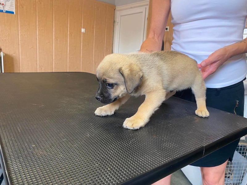 Ferdi, sucht liebevolles Zuhause