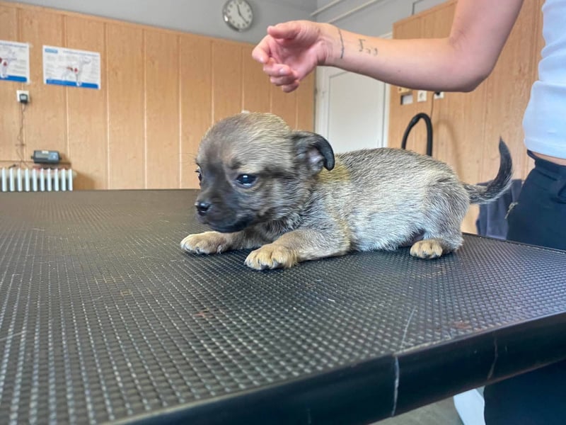 Falk, kleiner Mops-Mix sucht Traumzuhause