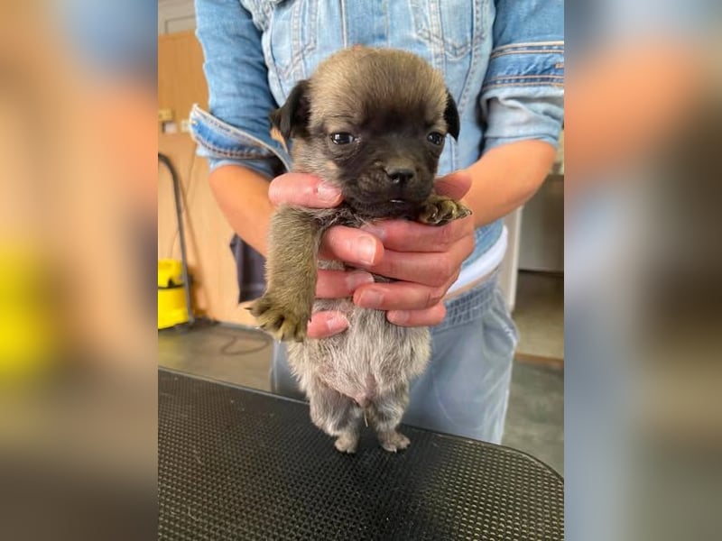 Falk, kleiner Mops-Mix sucht Traumzuhause