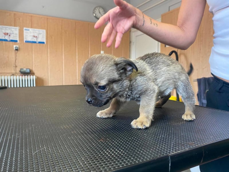 Falk, kleiner Mops-Mix sucht Traumzuhause
