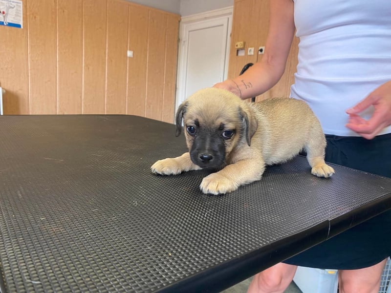 Ferdi, sucht liebevolles Zuhause