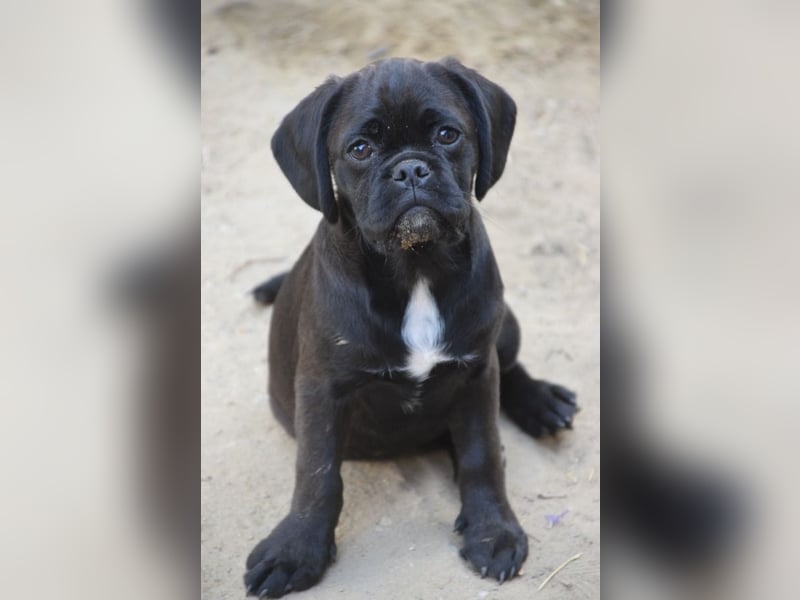 Nita, kleine Welpenhündin sucht ein schönes Zuhause