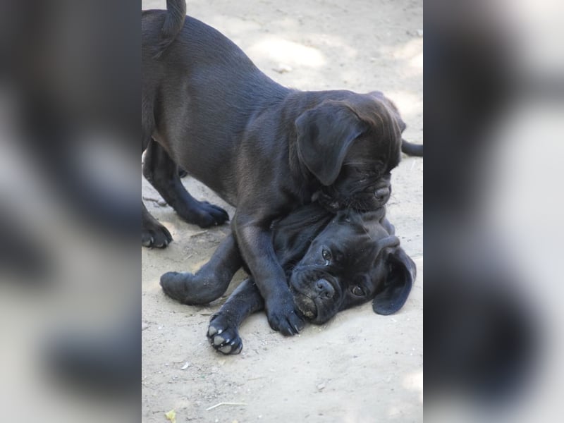 Nita, kleine Welpenhündin sucht ein schönes Zuhause