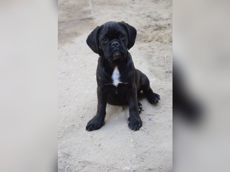 Nita, kleine Welpenhündin sucht ein schönes Zuhause