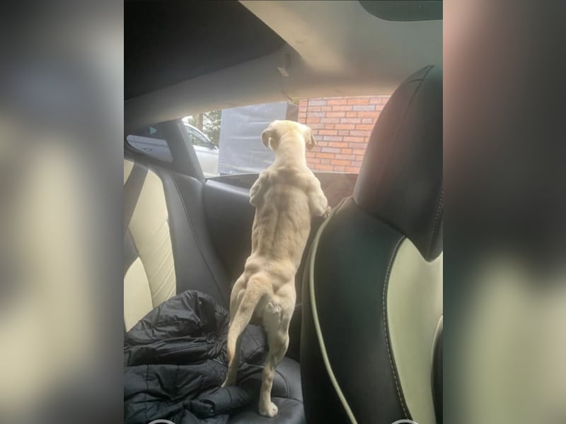 Sunny sucht liebevolles Zuhause – junge Mischlingshündin ❤️