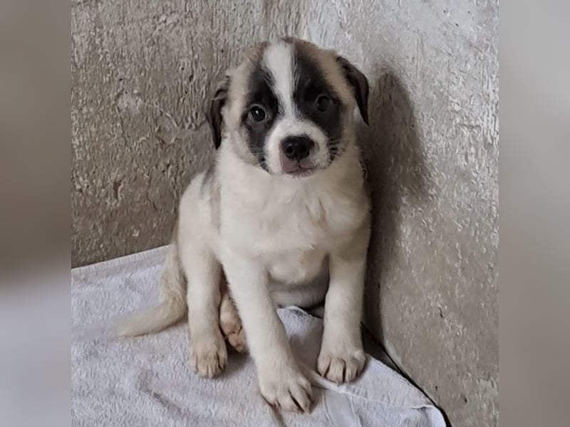 Mito - kleiner Herzenshund
