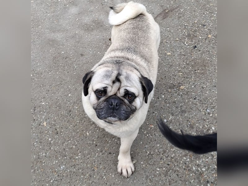 MOPO - MOPS IST BEREIT