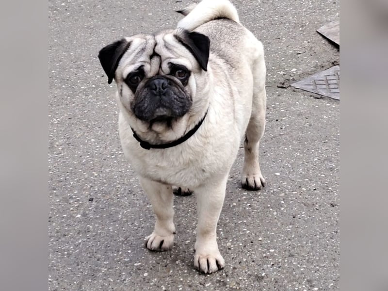 MOPO - MOPS IST BEREIT