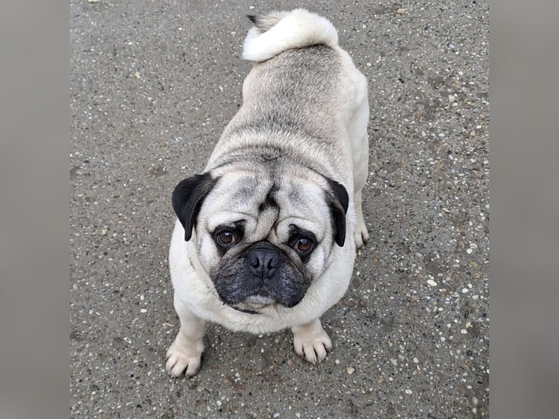 MOPO - MOPS IST BEREIT