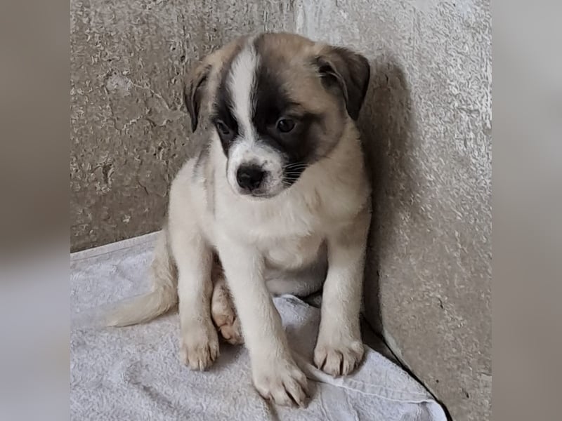 Mito - kleiner Herzenshund
