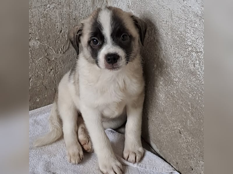 Mito - kleiner Herzenshund