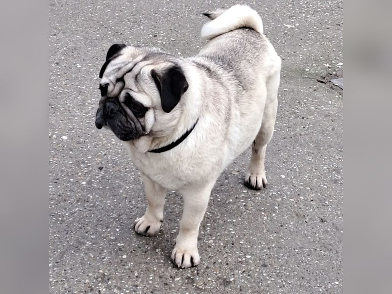 MOPO - MOPS IST BEREIT