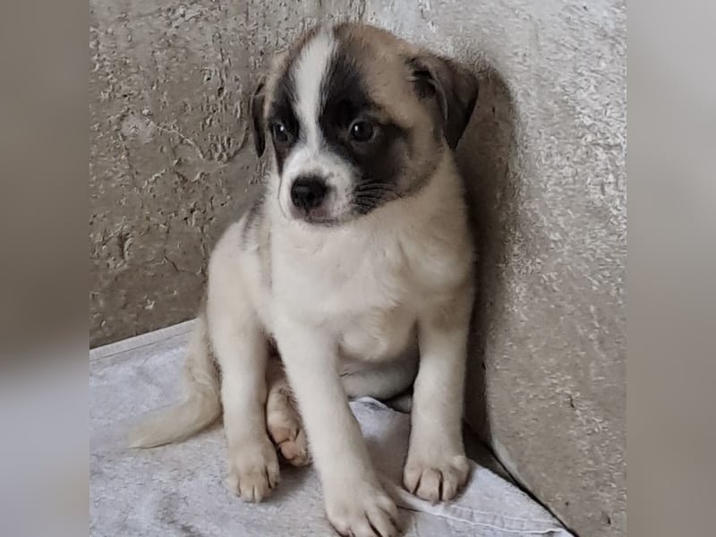 Mito - kleiner Herzenshund