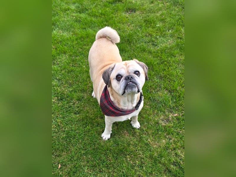 Charly, geboren 10.07.2013, 40cm sucht neues Zuhause