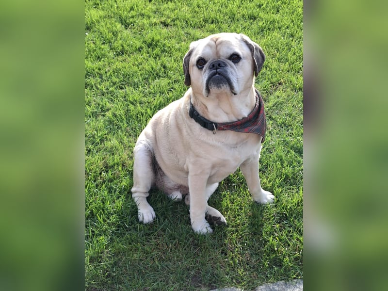 Charly, geboren 10.07.2013, 40cm sucht neues Zuhause