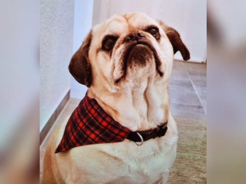 Charly, geboren 10.07.2013, 40cm sucht neues Zuhause