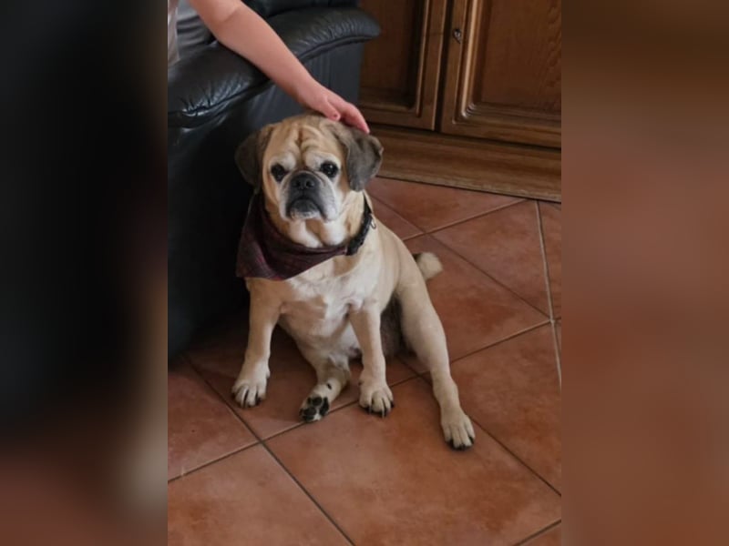 Charly, geboren 10.07.2013, 40cm sucht neues Zuhause