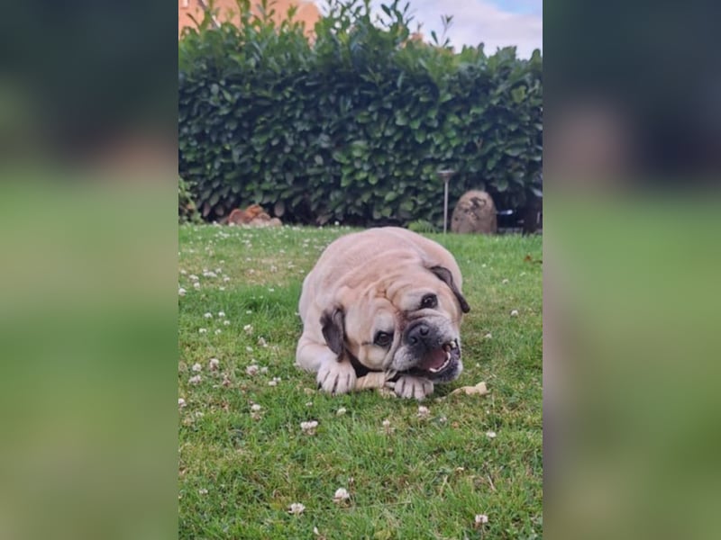 Charly, geboren 10.07.2013, 40cm sucht neues Zuhause