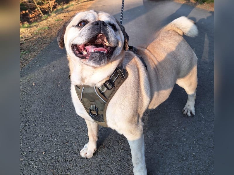 Charly, geboren 10.07.2013, 40cm sucht neues Zuhause