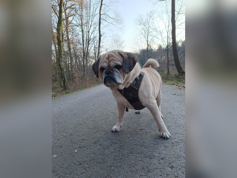 Charly, geboren 10.07.2013, 40cm sucht neues Zuhause