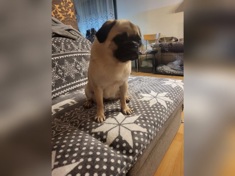 GINA - wer schenkt mir sein Herz und ein liebevolles Zuhause?