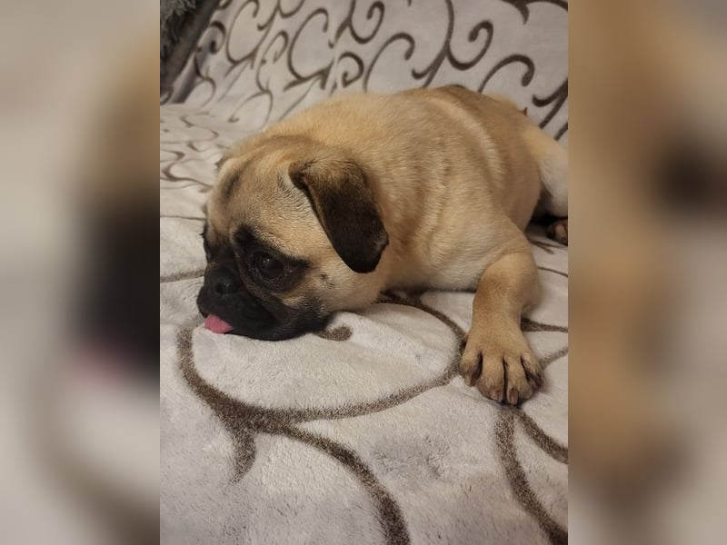 GINA - wer schenkt mir sein Herz und ein liebevolles Zuhause?