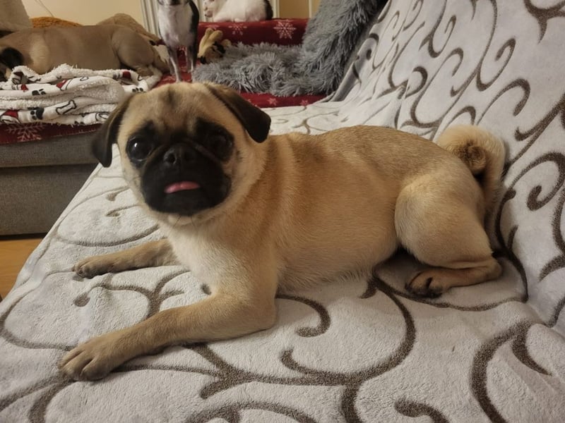 GINA - wer schenkt mir sein Herz und ein liebevolles Zuhause?