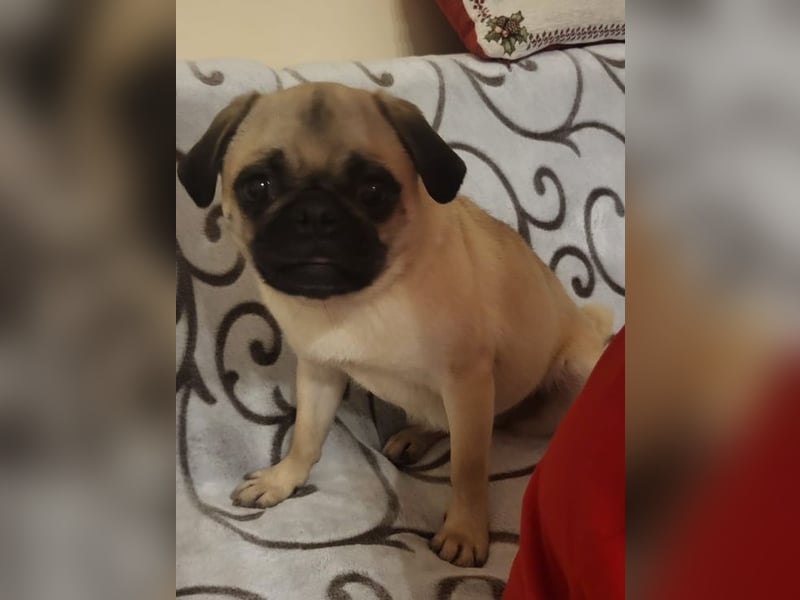 GINA - wer schenkt mir sein Herz und ein liebevolles Zuhause?