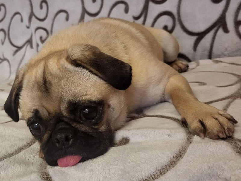 GINA - wer schenkt mir sein Herz und ein liebevolles Zuhause?