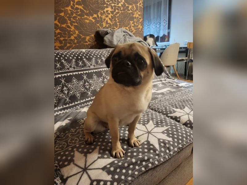 GINA - wer schenkt mir sein Herz und ein liebevolles Zuhause?