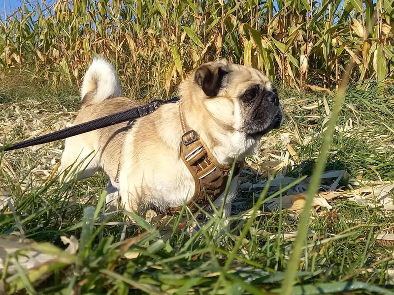 Teddy sucht ein neues Zuhause