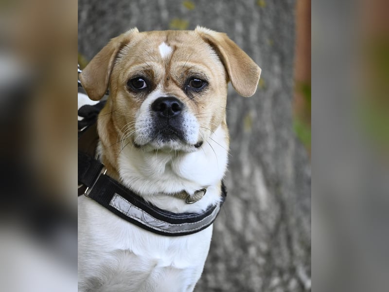 Samu SI - unsicher, schüchtern