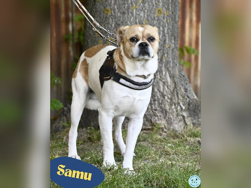 Samu SI - unsicher, schüchtern