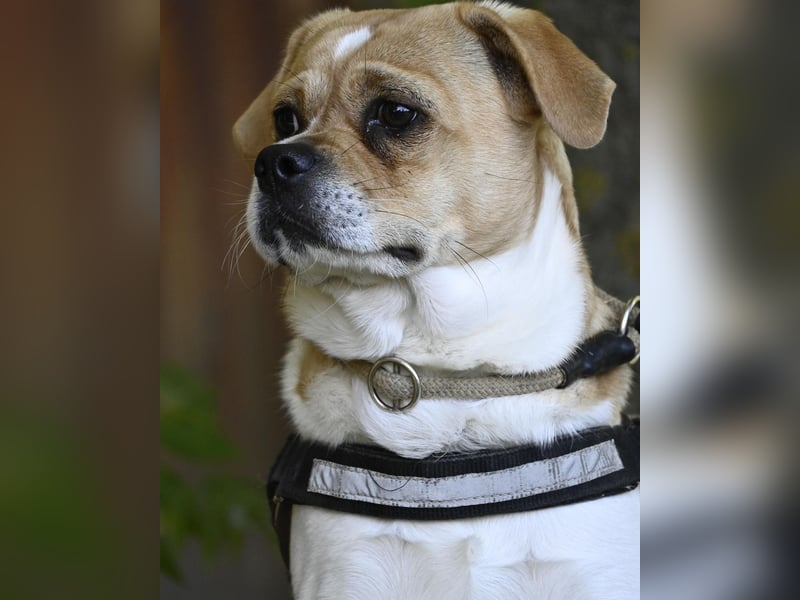 Samu SI - unsicher, schüchtern