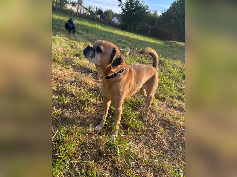 CHICKO, munterer Mops-Mix, 11 Jahre, 35 cm, Pflegestelle 57635 Mehren, Tierschutz