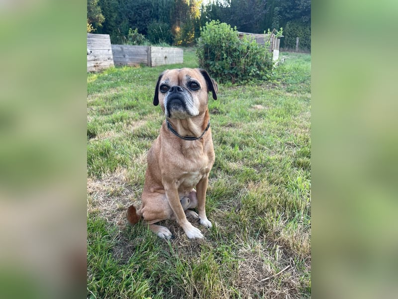 CHICKO, munterer Mops-Mix, 11 Jahre, 35 cm, Pflegestelle 57635 Mehren, Tierschutz