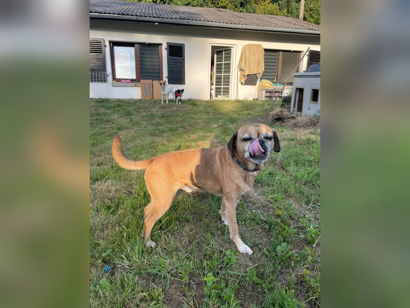 CHICKO, munterer Mops-Mix, 11 Jahre, 35 cm, Pflegestelle 57635 Mehren, Tierschutz