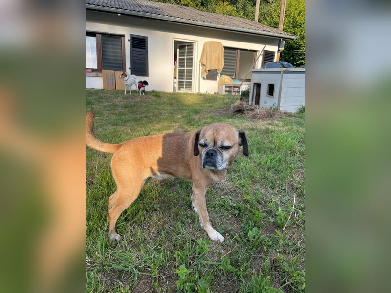 CHICKO, munterer Mops-Mix, 11 Jahre, 35 cm, Pflegestelle 57635 Mehren, Tierschutz