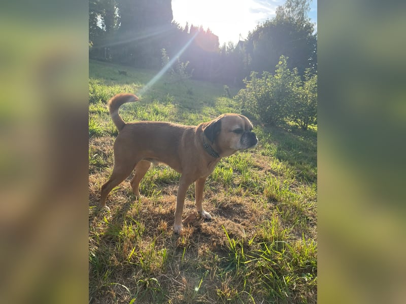 CHICKO, munterer Mops-Mix, 11 Jahre, 35 cm, Pflegestelle 57635 Mehren, Tierschutz