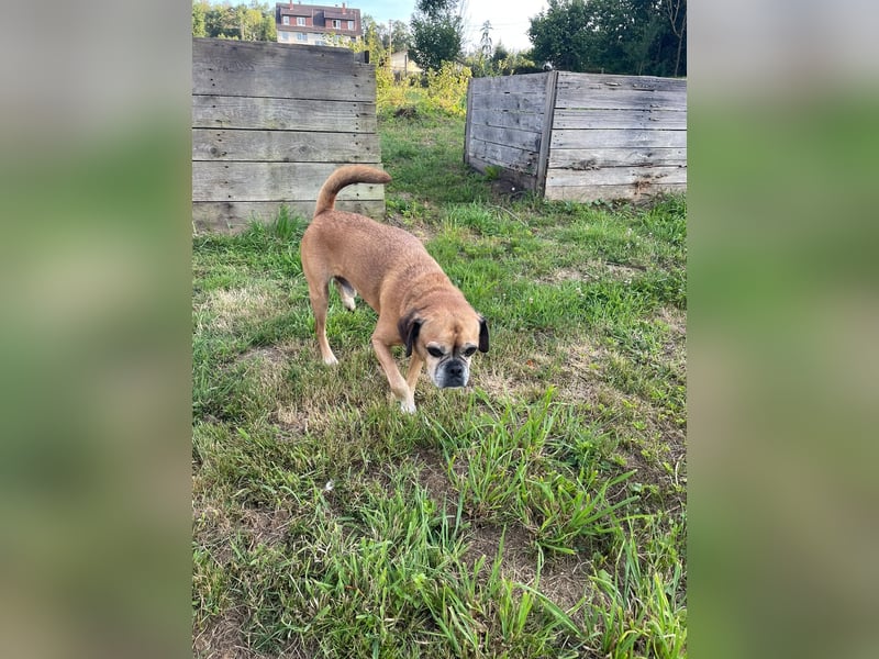 CHICKO, munterer Mops-Mix, 11 Jahre, 35 cm, Pflegestelle 57635 Mehren, Tierschutz