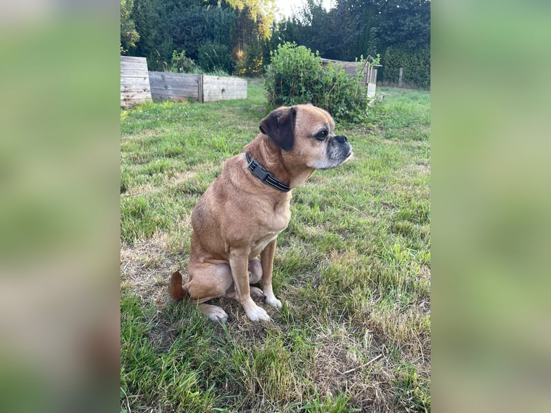 CHICKO, munterer Mops-Mix, 11 Jahre, 35 cm, Pflegestelle 57635 Mehren, Tierschutz